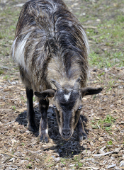 goat at farm photo 45