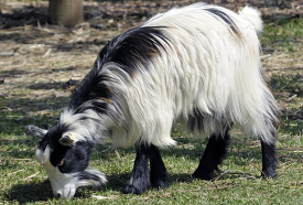 goat at farm photo 47