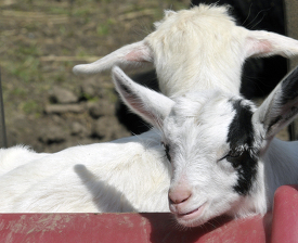goat at farm photo 48