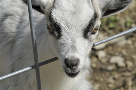 goat behind metal fence photo 33