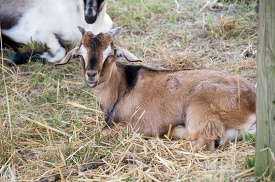 goat laying down in a field of hay