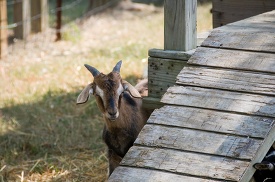 goat looking over a wooden bridge