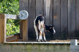 goat standing on top of a wooden platform