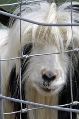 goat with long hair looking through a wire fence