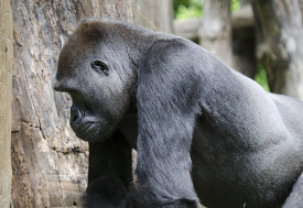 gorilla side view