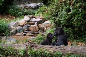 Gorilla Troop lowland gorilla