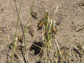 Grasshopper eating and destroying crops