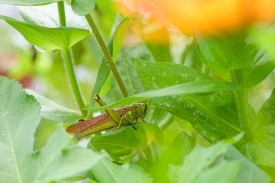 grasshopper hides under the leaves of flowers