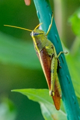 grasshopper on a garden stake
