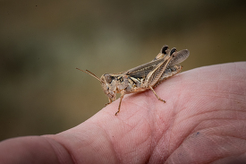Grasshopper on a hand