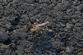grasshopper on a road