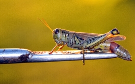 grasshopper on gardening tool