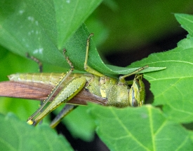 grasshopper up side down eating flower leaf 1