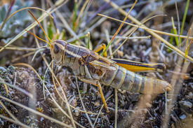 Grasshoppers in the Whitetall Mountains