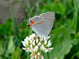 Gray hairstreak butterfly on white flower