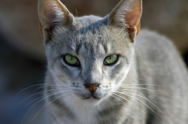 gray white cat with green eyes front view