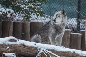 Gray Wolf surrounded by light snow at zoo