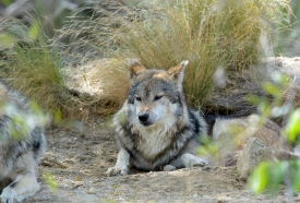 gray-wolf-mexican-wolf resting on ground