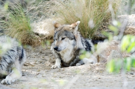 gray-wolf-mexican-wolf-in brush