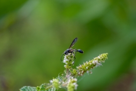 great black wasp on tip of flower