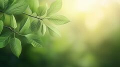 Green Kratom Leaves in a Natural Setting During Daylight