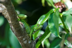 Green Lizaard In Tree Costa Rica