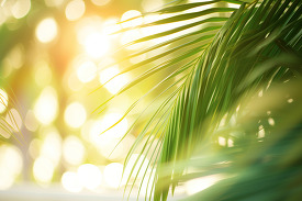 Green palm leaves against a sunny blurred background