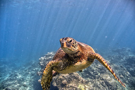 Green Sea Turtle under water