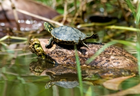 Green Turtle Costa Rica