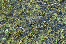 green turtle in marsh photo 149