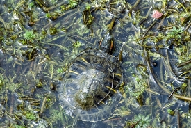 green turtle in marsh photo 154
