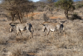 Grevy’s Zebra Samburu National Reserve Kenya Africa