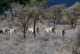 Grevys zebra walking around trees in samburu africa