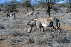 Grevys zebra with trees in background africa