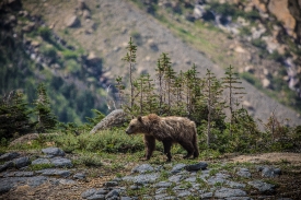 grizzly bear roaming in mountains of montana