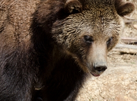 grizzly bear snout