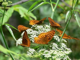 group of butterflies on white flowers