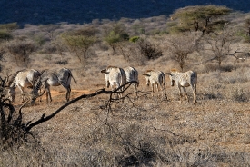 group of Grevys zebra walking in vegetation sambur africa