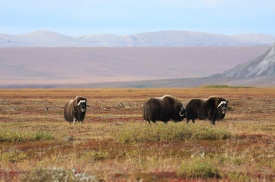 group of musk oxen grazing in alaska