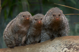 Group of three Banded Mongoose