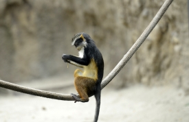 guenon balanced on a rope