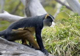 guenon sits on tree branch