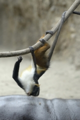 guenon upside down rope