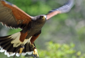 harris hawk in flight