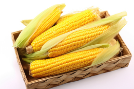 healthy fresh corn in a flat basket