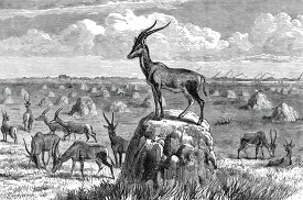 herd of antelope in africa historical illustration africa