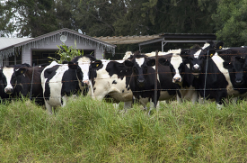 herd of cows standing in a field behind a fence