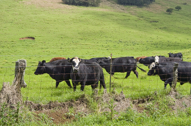herd of cows walking through a field