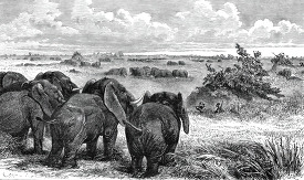 herd of elephants historical illustration africa