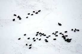 herd of muskox gathering in a hillside